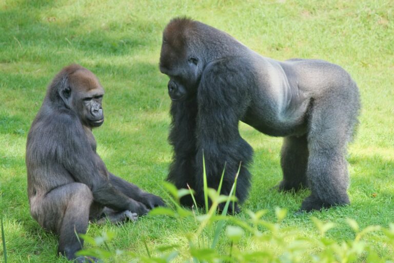 Gorillas Kidnapped By Wildlife Trackers Are Being Set Free In History-Making Reintroduction