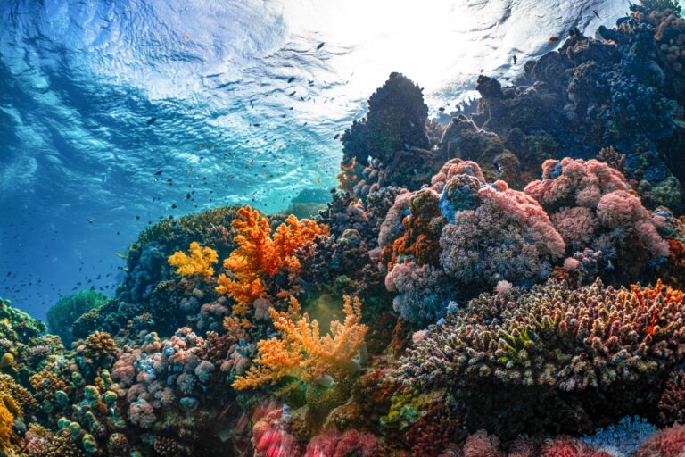 EU Countries Ratify Groundbreaking Global Ocean Treaty