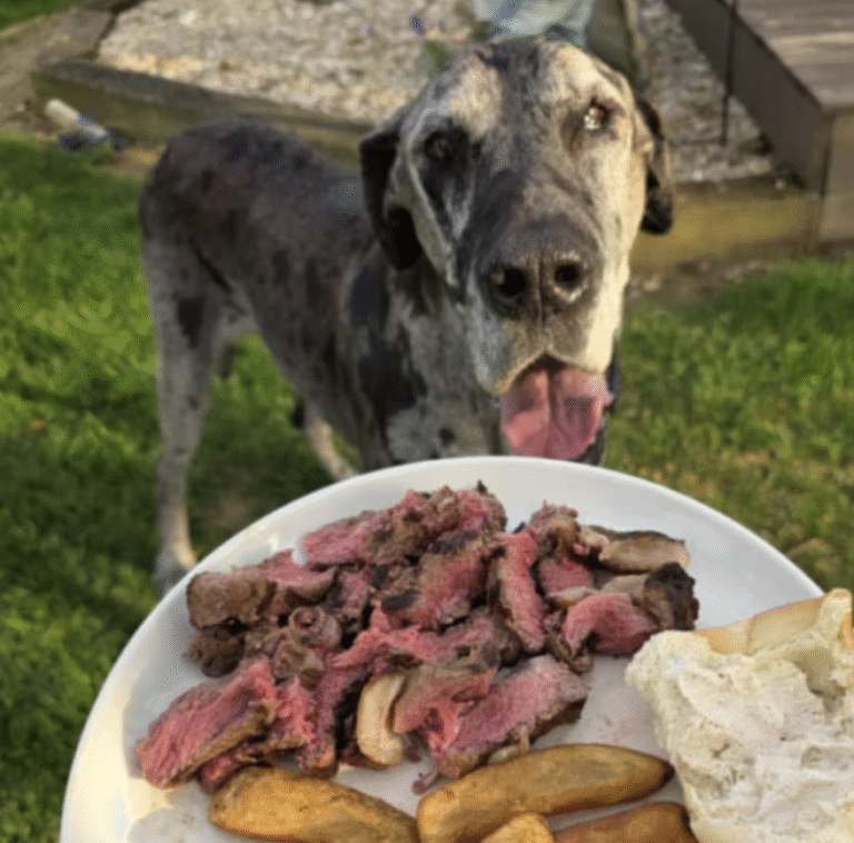 Texas Restaurant Fulfils Customer&rsquo;s Request For His Dog&rsquo;s Last Meal