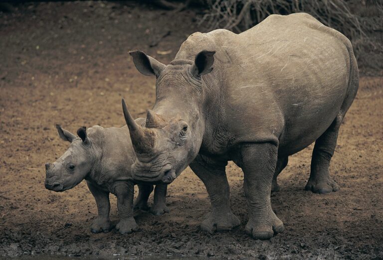 Cells From Dead Rhino Could Give Birth To New Life