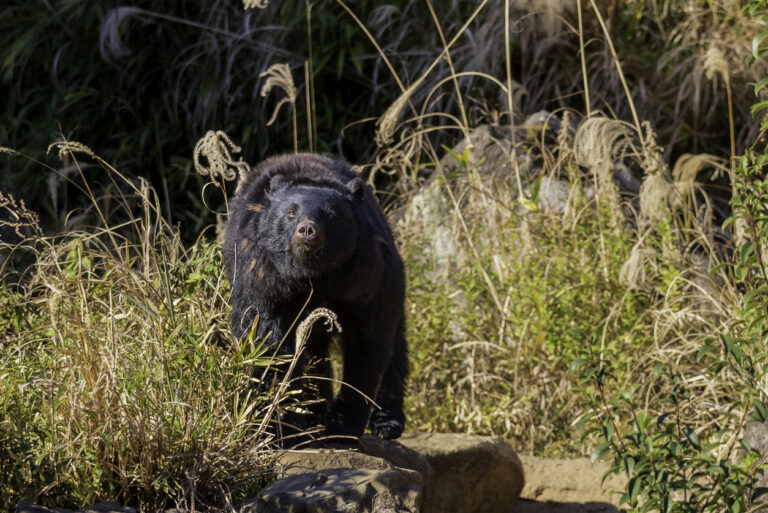 Thailand&rsquo;s Rare Bear Sighting Is More Than Good News&mdash;It&rsquo;s A Turning Point