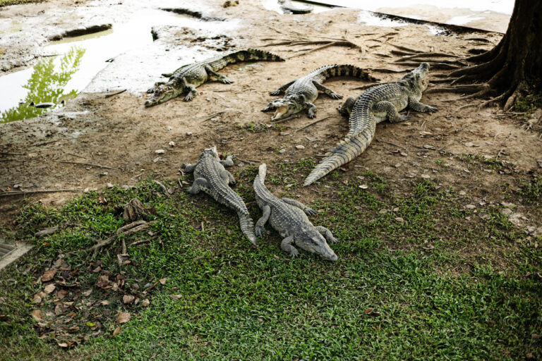 Critically Endangered Crocodiles Released By Laos Locals To Help Avoid Extinction