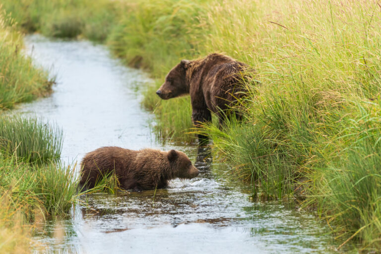 Rescued Brown Bear Cubs Find Safe Forever Home In Devon
