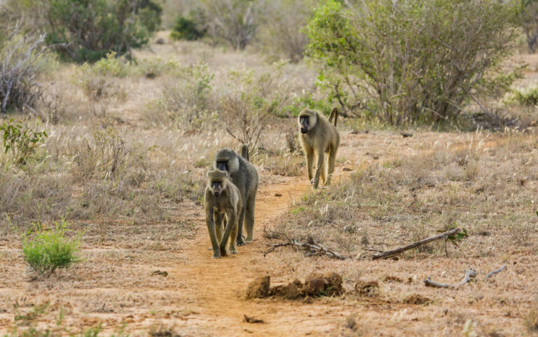Study Finds Baboons Walk Together Because They&rsquo;re Friends, Not Because It&rsquo;s Safer