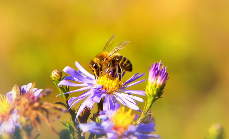 BC Bee Atlas Launches To Protect Native Pollinators And Their Habitats
