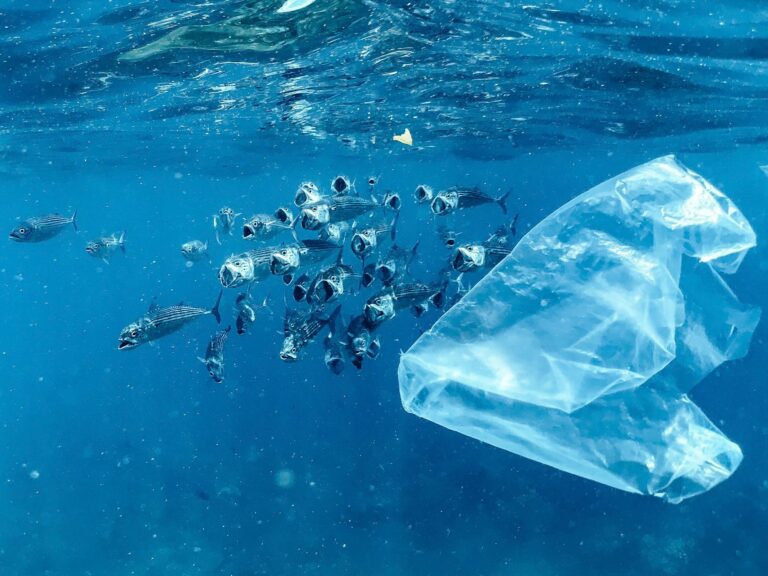 Japanese Scientists Develop Plastic That Completely Breaks Down And Vanishes In Sea Water