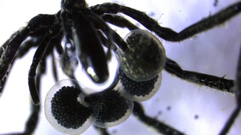 Newly Discovered Deep Sea Spiders Eat Methane Gas 3,000 Feet Underwater