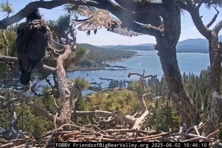 Big Bear Eaglet Called Sunny Flies From Nest For The First Time