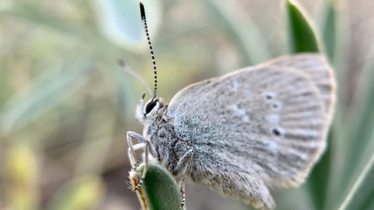 Scientists In Awe Over Newly Discovered Butterfly Species