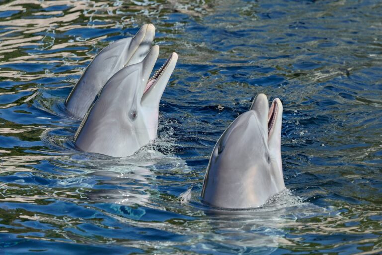 Mexican Senate Unanimously Bans Dolphin Shows In Huge Win For Animal Welfare