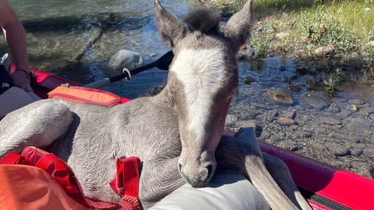 Wild Foal Saved From Rushing River Gets Another Chance At Life