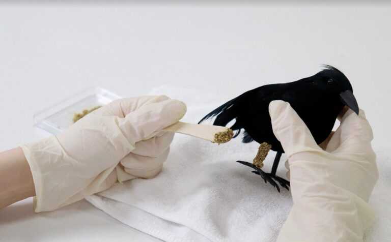 Dissolvable &lsquo;Splint Paste&rsquo; Made From Egg Shells And Basil Saves Birds From Serious Injury