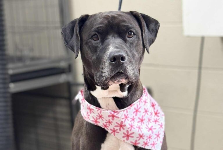 Shelter Dog Who Recognised Man&rsquo;s Seizure Finds Forever Home