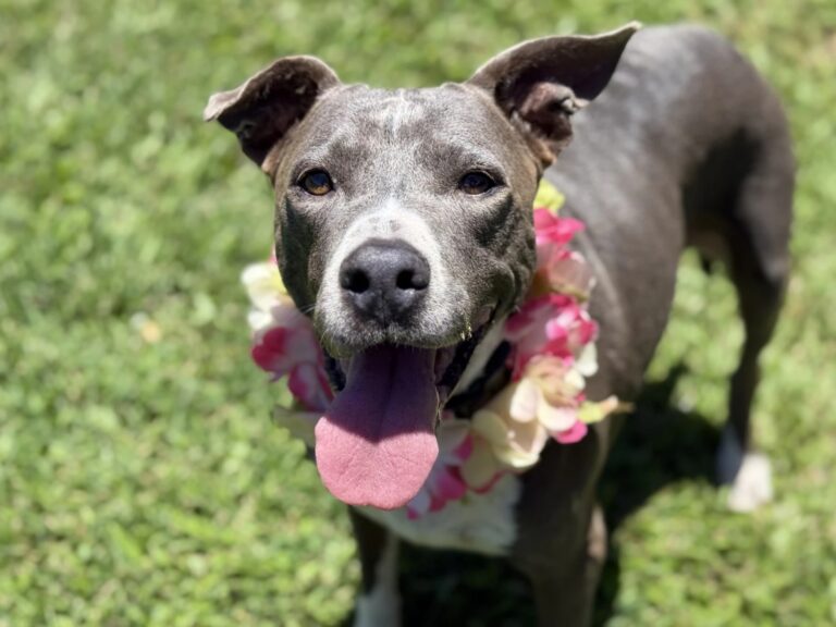 Senior Dog Named Princess Gets Her Happy Ending