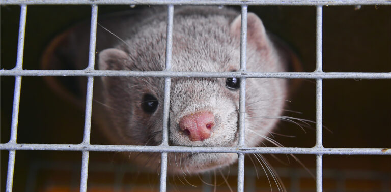 The EU Bans Mink Fur Farming