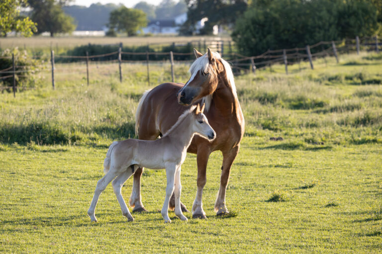 Horse Foal Rejected By Its Mother Adopted By Grieving Mare