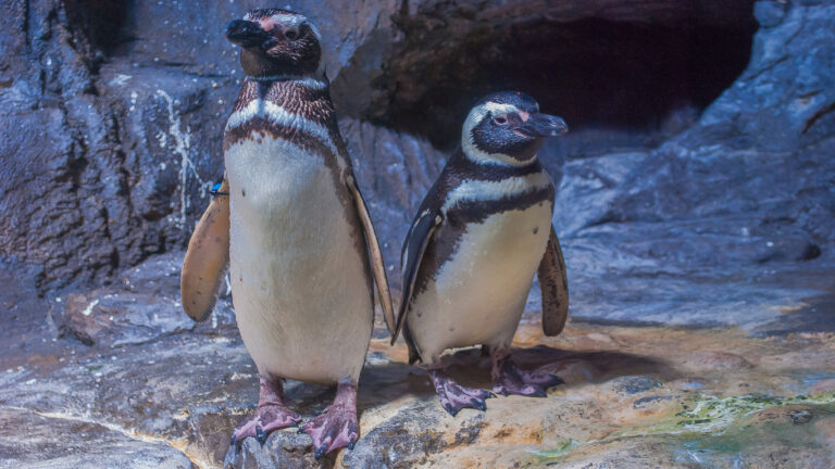 Same-Sex Penguin Couple Hatch Rare Chick At Chester Zoo