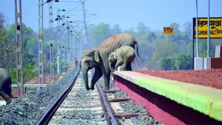 Train Stops For Two Hours So Elephant Can Safely Give Birth In India
