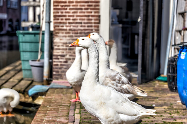 Celebrity Geese In Cambridgeshire Will Get Their Own Calendar