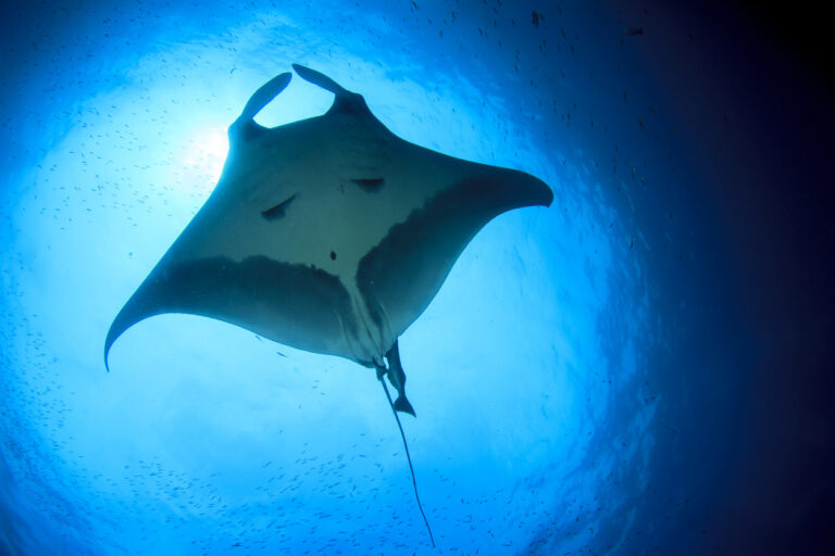 Scientists Discover New Species of Manta Ray