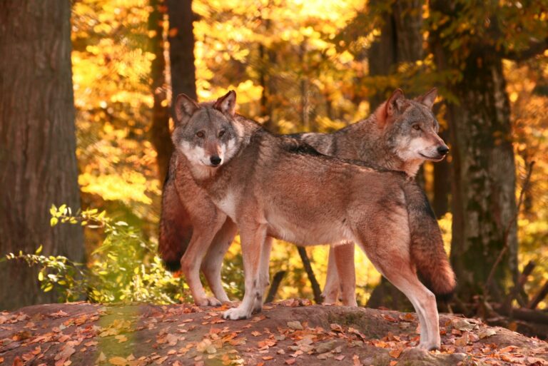 Wolves Help Yellowstone Trees Grow Again After Nearly 80 Years Of Starvation
