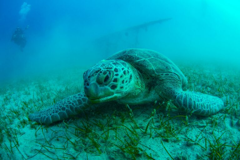 The Green Turtle Has Come Back From The Brink Of Extinction Thanks To Conservation Efforts